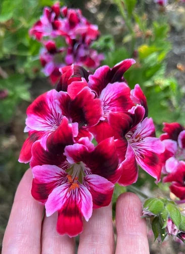 Pelargonium Fancy Regal Geranium 6" Live Plant Cutting Pink Burgundy Stripe - Pelargonium x domesticum