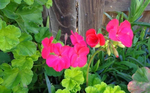 Hot Pink Geranium Cuttings 3x6" Live Plant Pelargonium zonale Fragrant Blooms for Garden Containers and Borders
