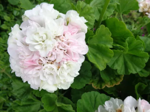 Geranium Cuttings 3x6" White Light Pink Flowers Pelargonium Easy Care Dry Tolerant Starter Plants for Garden and Containers