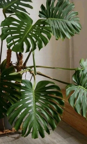Monstera Deliciosa Rooted Cutting, 10" Live Swiss Cheese Plant, Tropical Indoor Houseplant, Monstera Genus