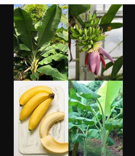 Dwarf Orinoco Banana Plant Starter - Small Rooted Musa acuminata - Hardy Container Variety for Landscaping