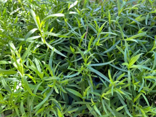 French Tarragon Live Plant - 1" Pot - Culinary Herb - Artemisia dracunculus - Aromatic Flavor for Dishes