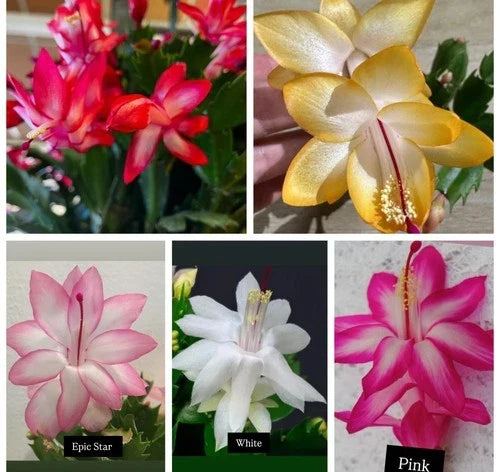 5 Cuttings Christmas Cactus Set - Red, Pink, White, Yellow, Epic Star - Schlumbergera spp. - No Roots for Indoor Gardening