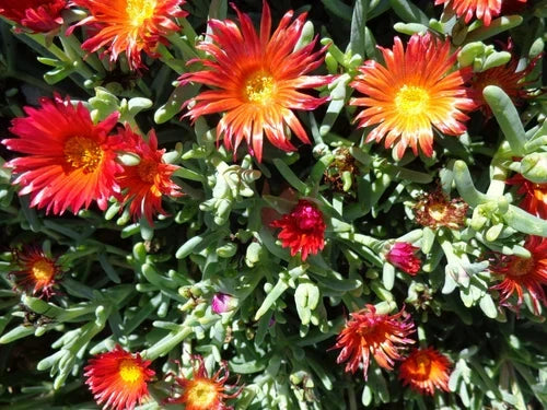 Ruby Ice Plant Cuttings 10 Pack - Delosperma cooperi - Hardy Ground Cover Succulent - Easy Care Perennial for Sunny Areas