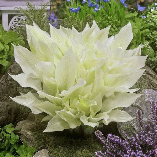 Hosta Bare-Root Plants - 3 Pack White Feather - Hosta plantaginea - Unique Foliage for Shade Gardens