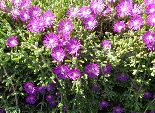 Creeping Ice Plant Cuttings 25 Pack Purple Pink Ground Cover Succulent Delosperma cooperi Rare