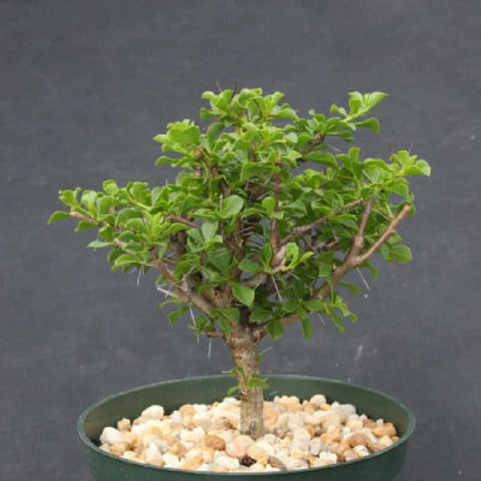 Live Pereskia portulacifolia 6” Plant | Rare Tree-Form Cactus | Unique Bonsai Specimen for Collectors | Leaf Cactus