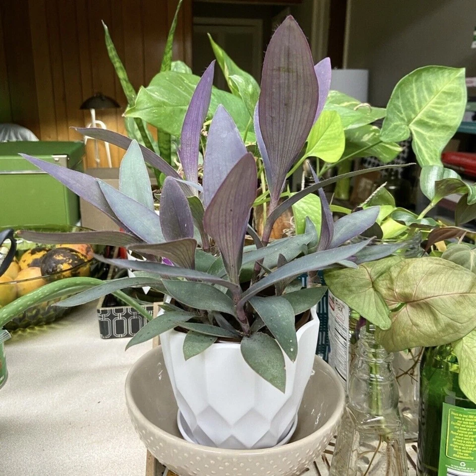 Purple Heart Cuttings - 3 Unrooted Stems - Purple Queen Plant - Tradescantia pallida - Indoor/Outdoor Propagation