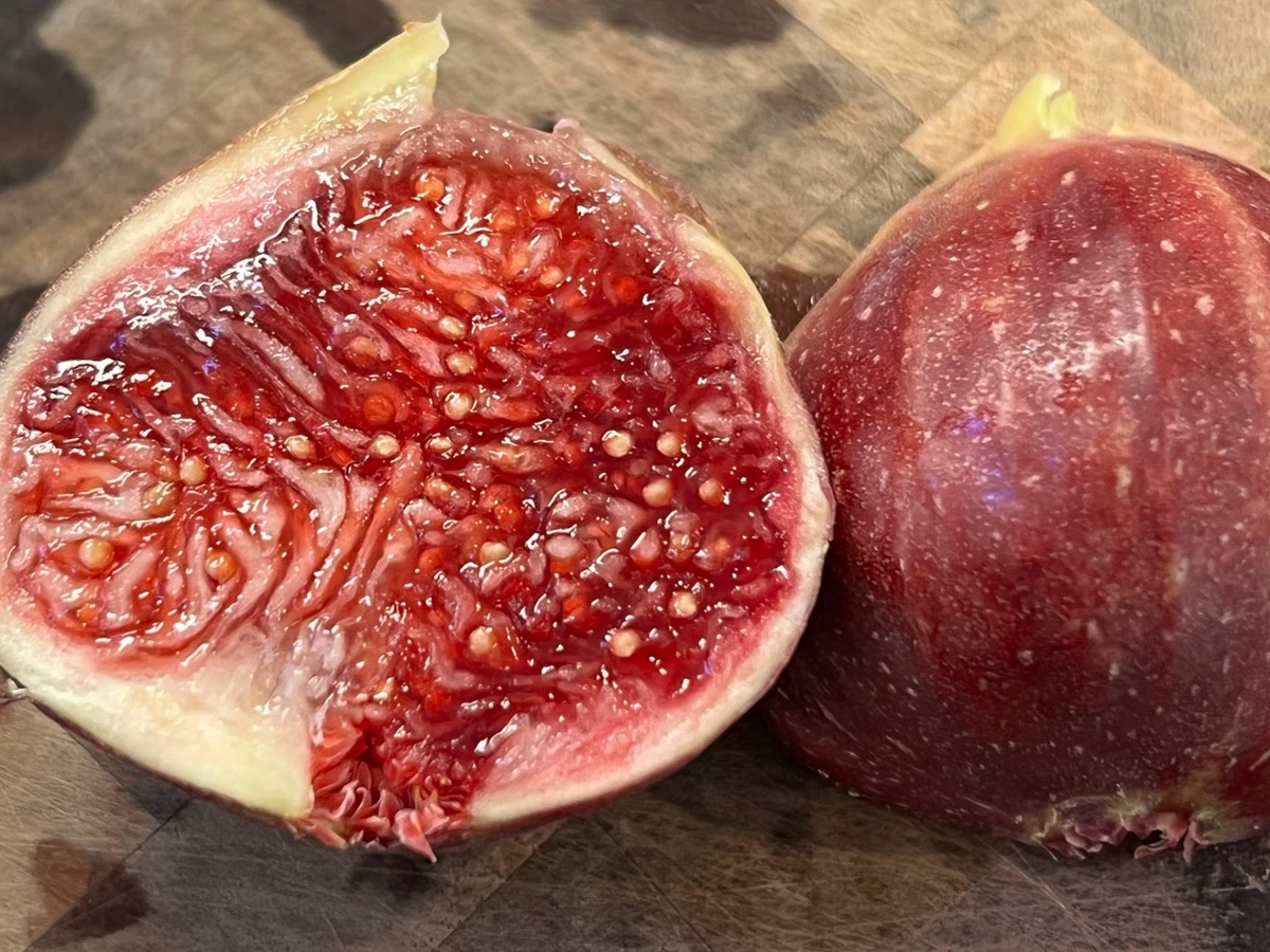 Wilson's Coyote Rainbow Fig Cuttings – 3 Unrooted Rare Ficus carica for Planting, Colorful Sweet Fig Starter