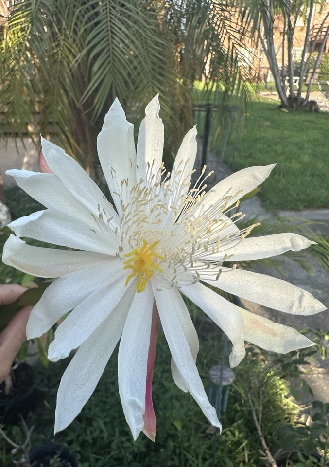 Orchid Cactus Cuttings - Mature Unrooted Epiphyllum hookeri ‘Strictum’ - White Fragrant Night Blooming Plant