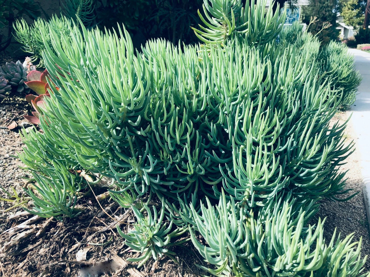 Senecio vitalis Cuttings - 9pcs Blue Chalk Fingers / Blue Serpents - 6” Live Drought-Tolerant Succulent Starter Plants