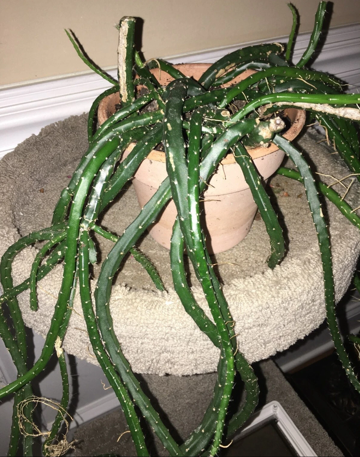 Snake Cactus Cuttings - 10 Fresh Segments - Trailing Aporocactus flagelliformis - Easy Propagation for Hanging Baskets