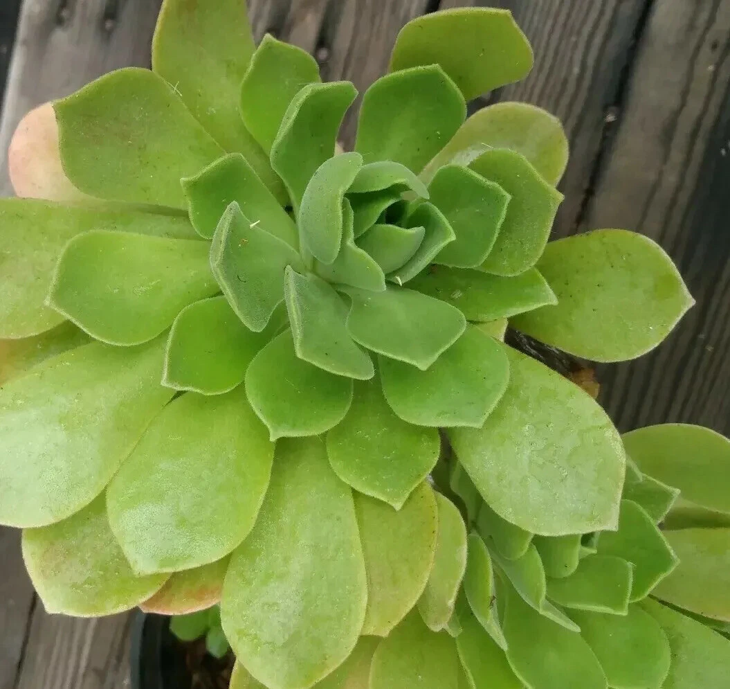 Aeonium Cuttings 2pcs | Fresh Live Tree Aeonium Stems | Easy to Root Succulent | Aeonium arboreum