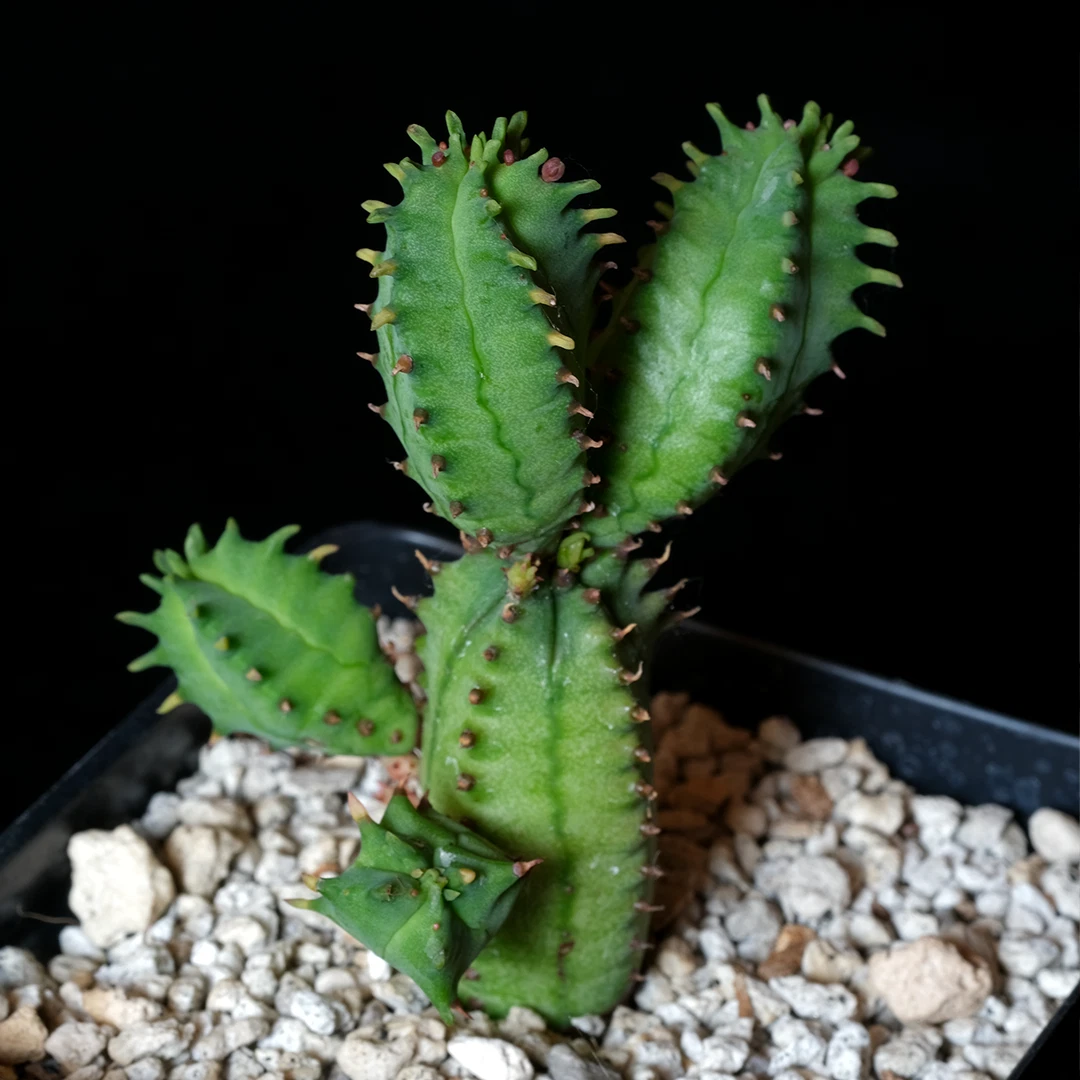 Euphorbia tubiglans Succulent in 3.25" Pot, Rare Caudex Plant for Collectors, Unique Indoor Succulent, Euphorbiaceae