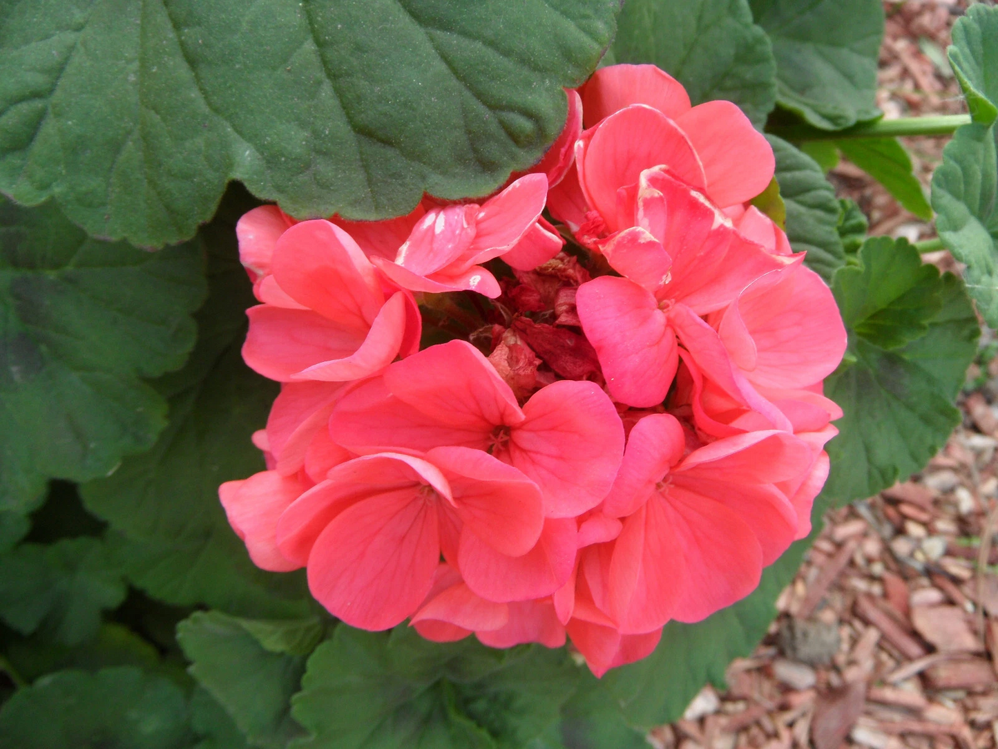 4 Zonal Geranium Cuttings – 4" Pelargonium Stems, Classic Blooming Variety, Live Plants Ready to Root