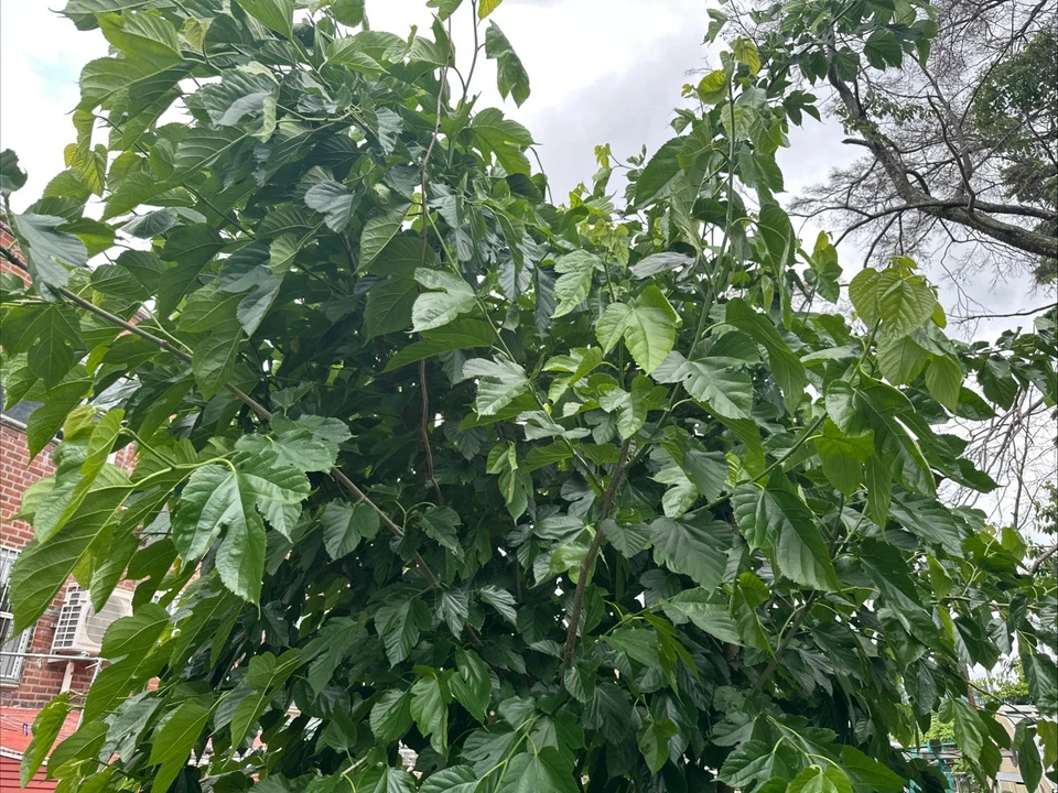 Pakistani Mulberry Tree Cutting - Live Rooted Starter Plant - Fast Growing Fruit Tree - Morus spp. (Morus alba)