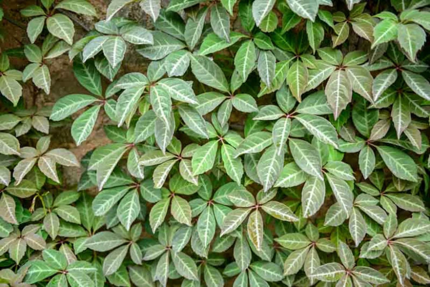 Virginia Creeper Cuttings - 10 Unrooted Vines, Fast Climbing Native, Parthenocissus quinquefolia, 6-8" for Trellises & Fences