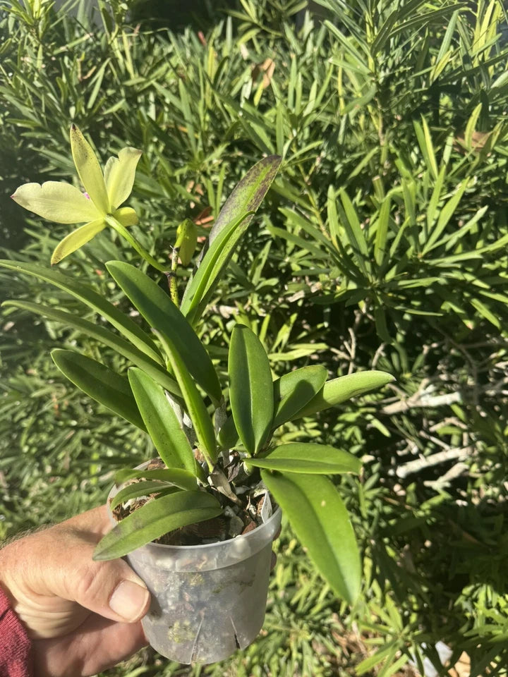 Brassocattleya Playa Herradura Orchid Plant - Nodosa - Super Bare Root Sale - Tropical Flowering Orchid