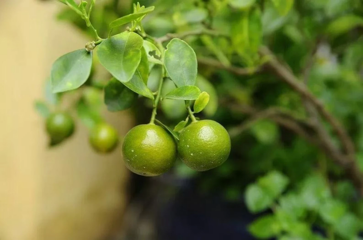 Green Kumquat Cuttings - 3 Live Fortunella Citrus Cuttings for Rooting or Grafting, No Soil, No Pot
