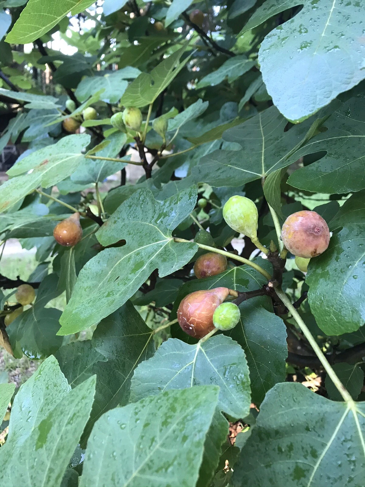 Brown Turkey Fig Tree Cuttings – 5 Cuttings, 6-8 Inch Ficus Carica for Propagation, Ideal for Home Gardening