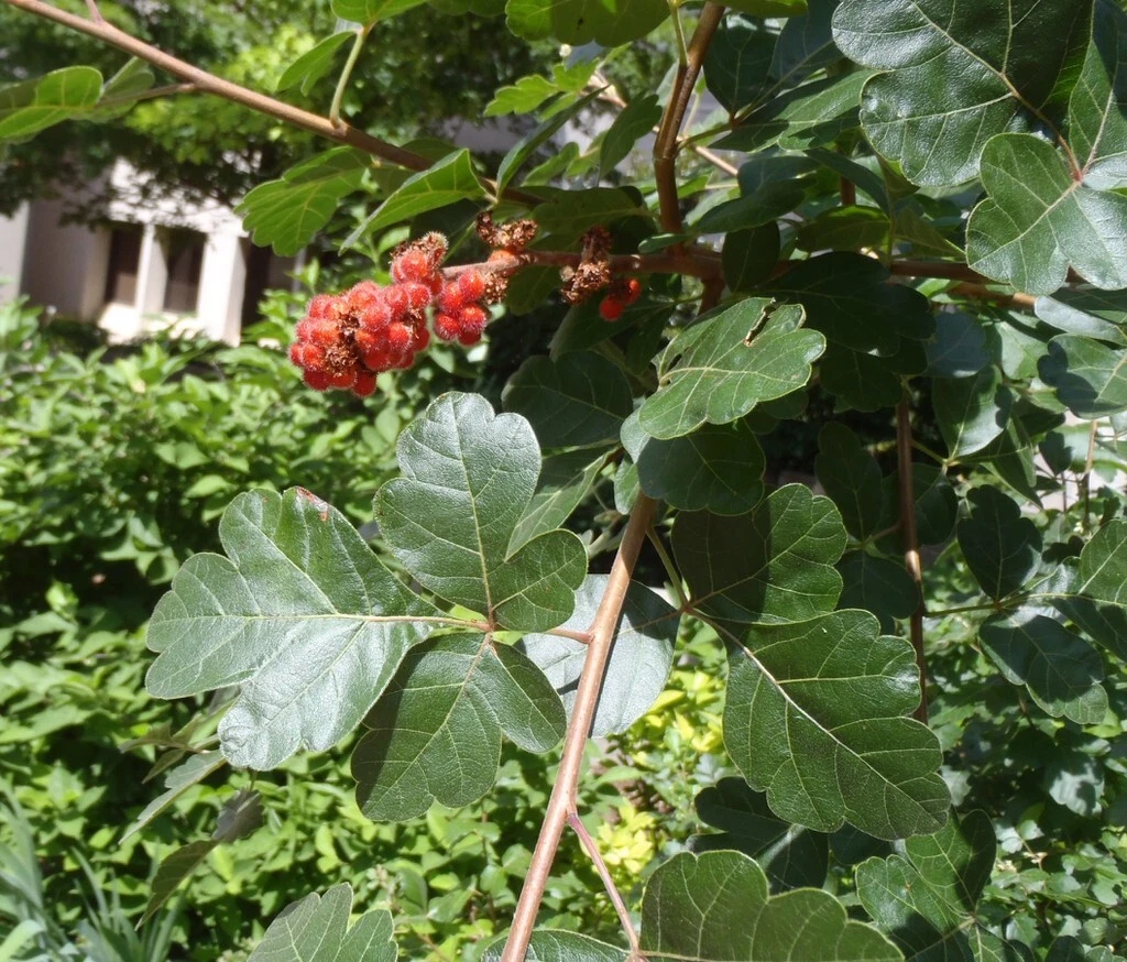 Fragrant Lemon Sumac Cuttings – 10 Unrooted Stems of Rhus aromatica for Easy Propagation, Wildlife Gardens, and Landscaping