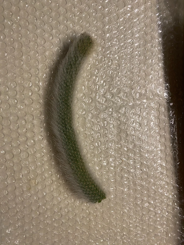 Monkey Tail Cactus Cutting – 8 Inch Middle Section – Fuzzy Trailing Succulent Cactus Starter Cutting