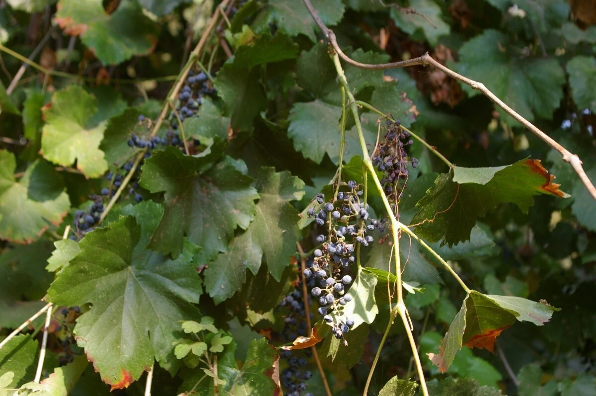 Wild Grape Vine Cuttings - Set of 5 Unrooted Stems - Naturally Grown Vitis for Easy Propagation, Climbing Garden Vine