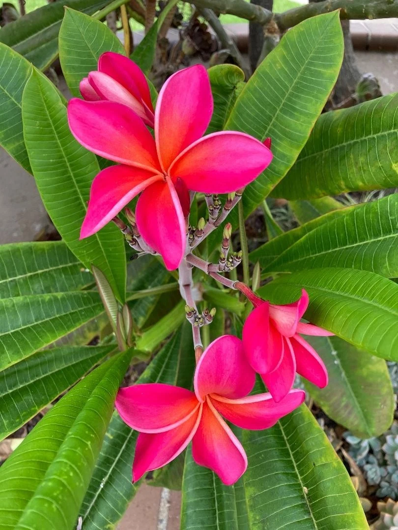 Kaneohe Sunburst Plumeria Cutting - 8-11 Inch Fresh Cutting for Rooting - Plumeria rubra, Multicolor Blooms