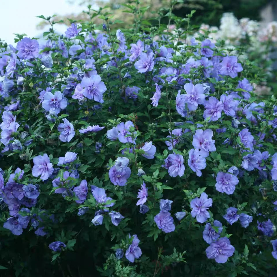 2 Gal. Blue Chiffon Rose of Sharon Plant – Hibiscus syriacus