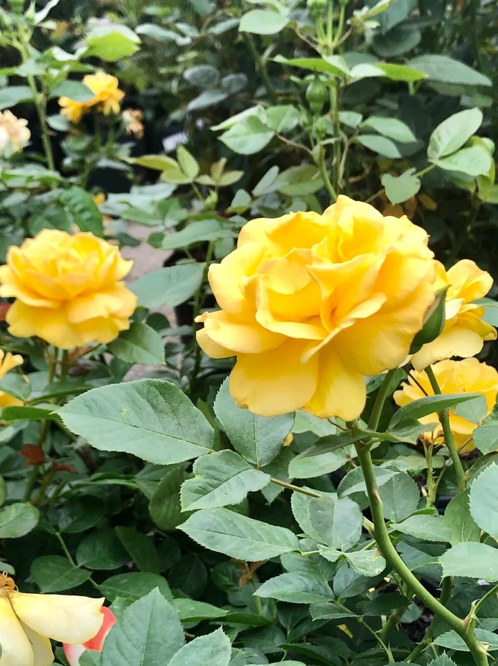 Yellow Texas Rose Cuttings - 3 Unrooted 6–8" Stems for Propagation, Rosa Hybrid, Ideal for Gardens and Flower Beds