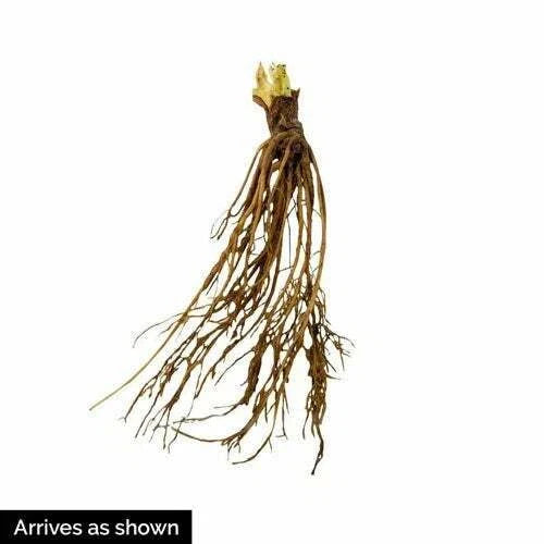 Allstar Strawberry Plants (10 Bare Root) – June-bearing Variety – Sweet Heirloom Fruit for Garden or Farm – Easy to Grow & Productive