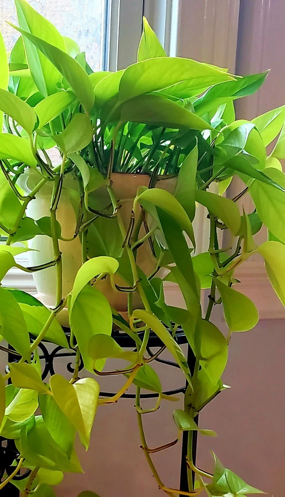 Neon Lemon Lime Pothos Cuttings – 6 Unrooted Epipremnum Aureum Cuttings for Indoor Houseplant Propagation, Bright Lime Green Foliage