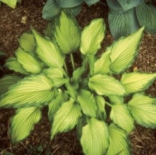 Hosta Plant 2.5 Inch Emerald Ruff Perennial Shade Garden Foliage (Hosta spp.) - Live Potted Plant for Woodland Gardens