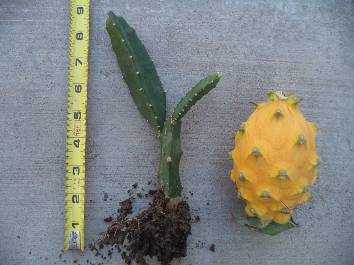 Rooted Yellow Dragon Fruit Plant - 6-8” Golden Pitaya Cactus Starter - Selenicereus megalanthus - Easy to Grow