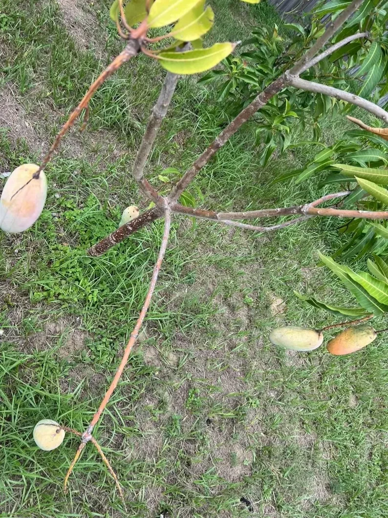 Mahachanok Mango Cutting - Unrooted Stem for Grafting - Premium Mangifera Indica Thai Variety for Warm Climates