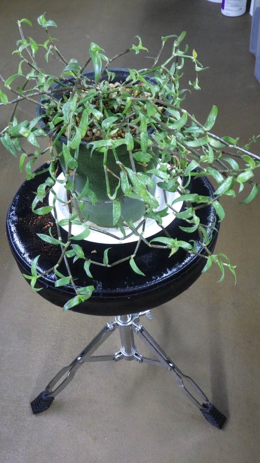 Callisia micrantha Cuttings - Wandering Jew Indoor Trailing Plant Starts for Pots & Hanging Baskets, Easy-Rooting Houseplant