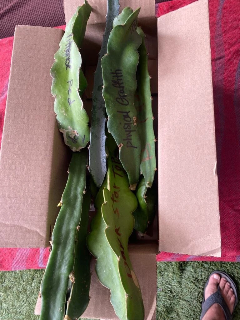 Dragon Fruit Cuttings - 19 Unrooted Pitaya Cactus Cuttings 8-12 Inches - Hylocereus / Selenicereus for Planting and Propagation