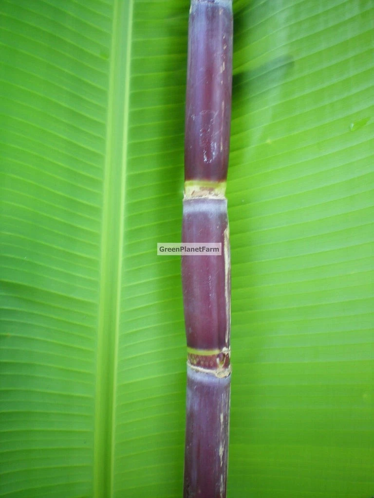 Florida Red Sugar Cane Cuttings - 4 Fresh Unrooted Canes for Planting - Saccharum officinarum - Red Stalks, Warm Climate Variety