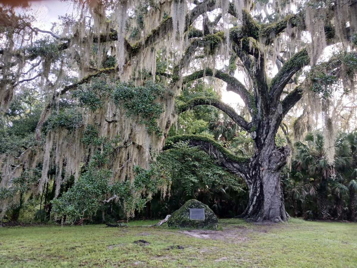 Lauren Live Oak Tree Starter Plants - 4 Rooted Quercus virginiana - Evergreen Oak for Southern Landscapes - Outdoor Planting