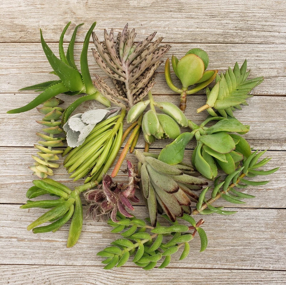 10 Assorted Succulent Cuttings - Mixed Cactus & Succulent Varieties for Propagation - Various Genera