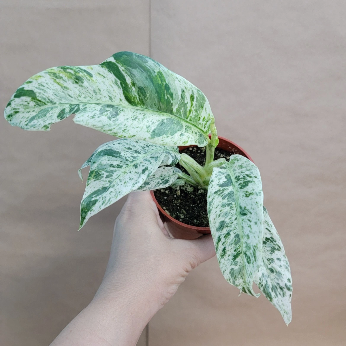 Marble Variegated Pothos 4" Pot | Rare Epipremnum Aureum | White-Green Variegated Houseplant | Live Indoor Aroid