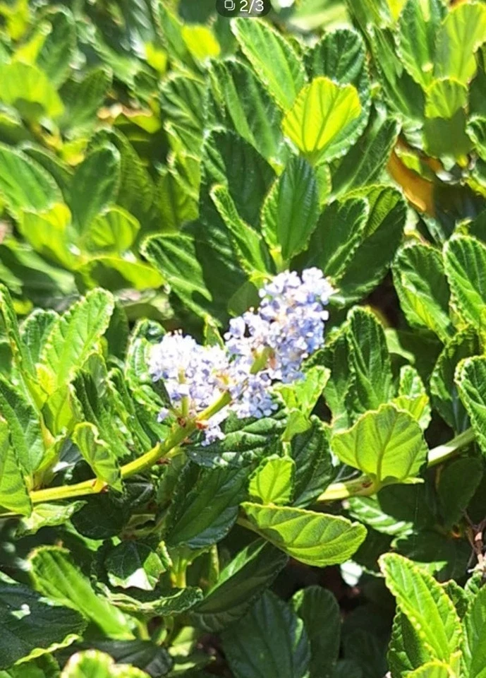 California Lilac Cuttings - 10 Unrooted Stems, Blue Blooms, Ceanothus horizontalis, Live Evergreen Shrub for Garden