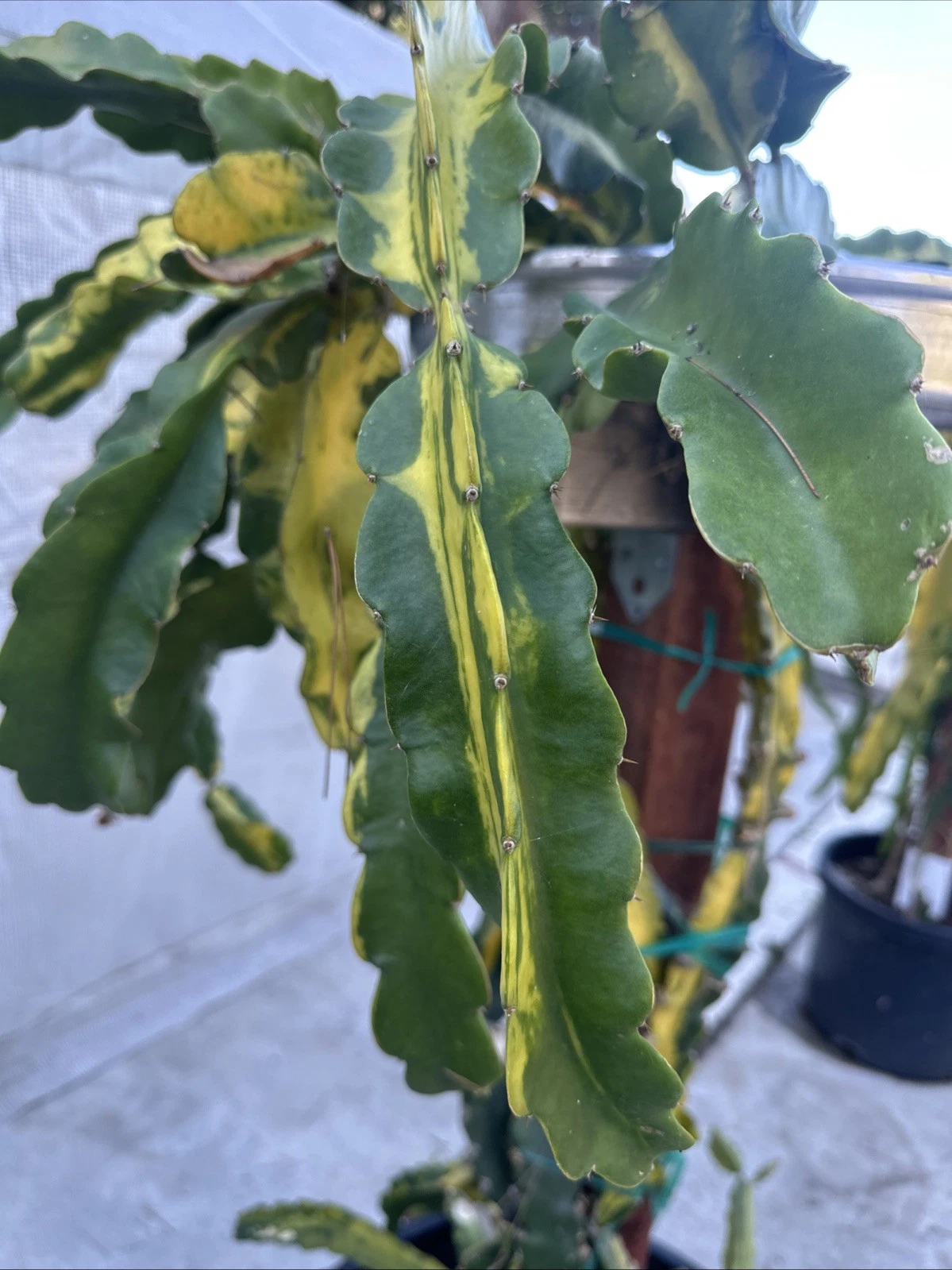 Lemon Lime Variegated Dragon Fruit Cuttings - 2 Live Pitaya Cuttings 10–15 Inch, Hylocereus Cactus for Propagation