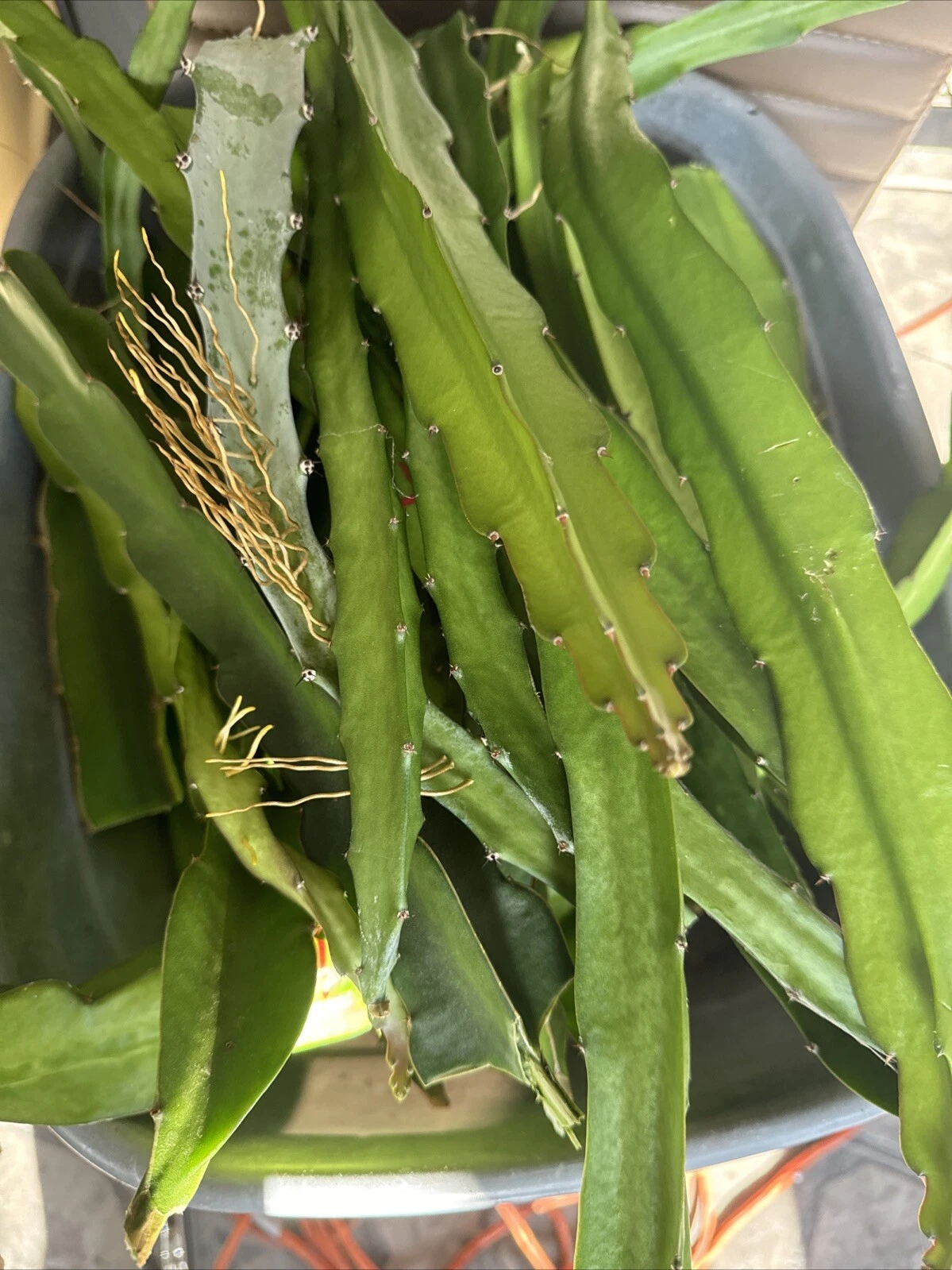 Dragon Fruit Cuttings - 10 Unrooted Pitaya Cactus Cuttings 15-26 inches - Selenicereus (formerly Hylocereus)