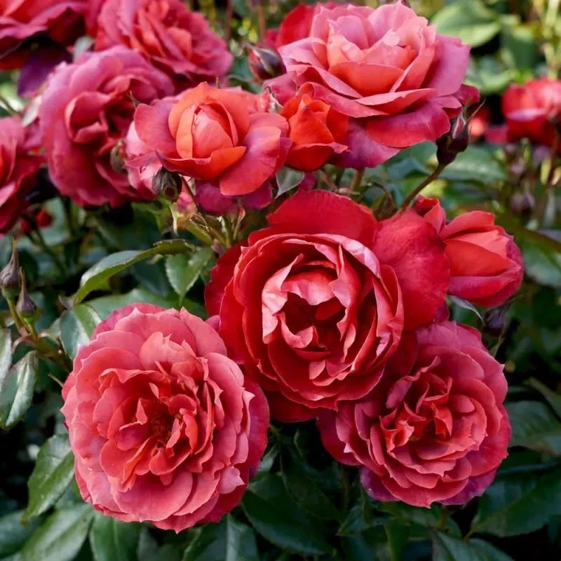 Hot Cocoa Rose Cuttings - 3 Unrooted Cuttings for Rooting or Grafting - Rosa Hybrid - Russet-Orange Blooms