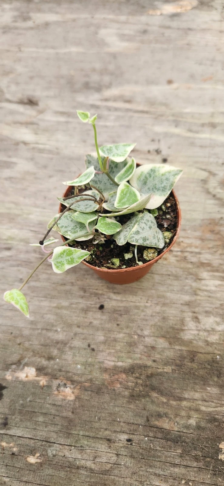 Variegated String of Arrows Starter Plant - Rare Ceropegia Trailing Vine with Green and White Leaves for Indoor Displays