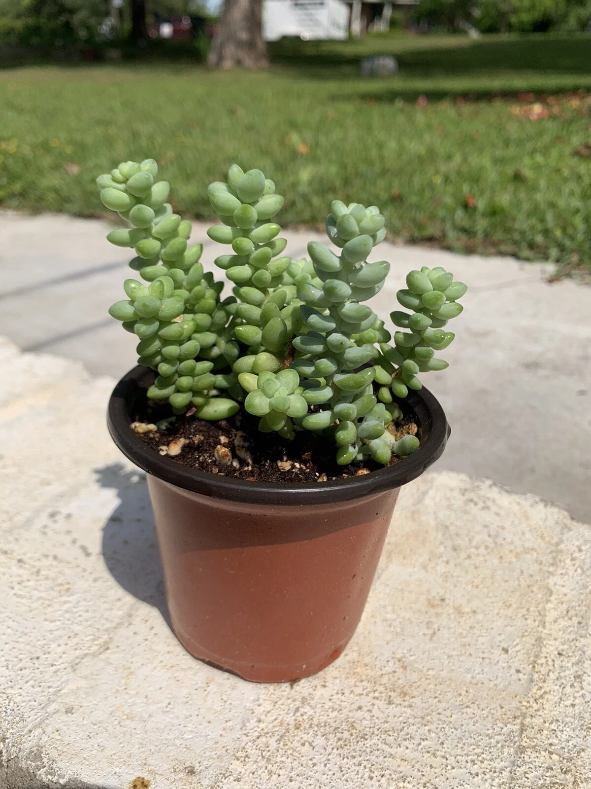 Sedum Burrito Succulent Set of 2 in 3.5 Inch Pots - Burro’s Tail / Baby Donkey Tail - Drought-Tolerant Trailing Plant