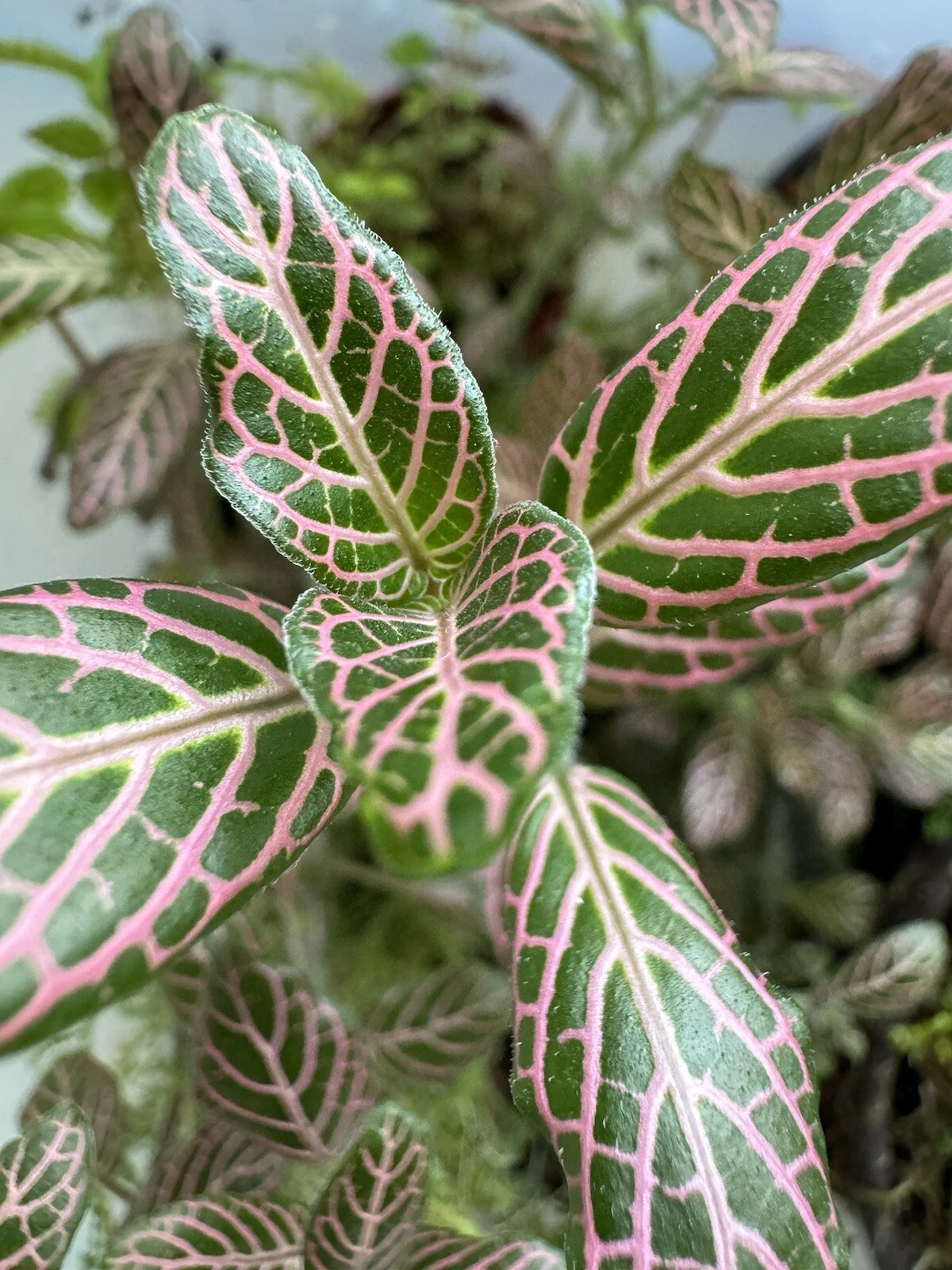 Live Pink Nerve Plant Cutting - Fittonia spp. Striped Leaf Houseplant Division for Terrarium or Indoor Growing