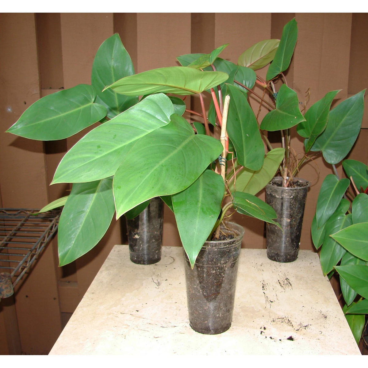 Red Emerald Philodendron Starter Plant - 6" Stem Cutting, Philodendron erubescens, Easy Indoor Tropical Vine with Red Stems