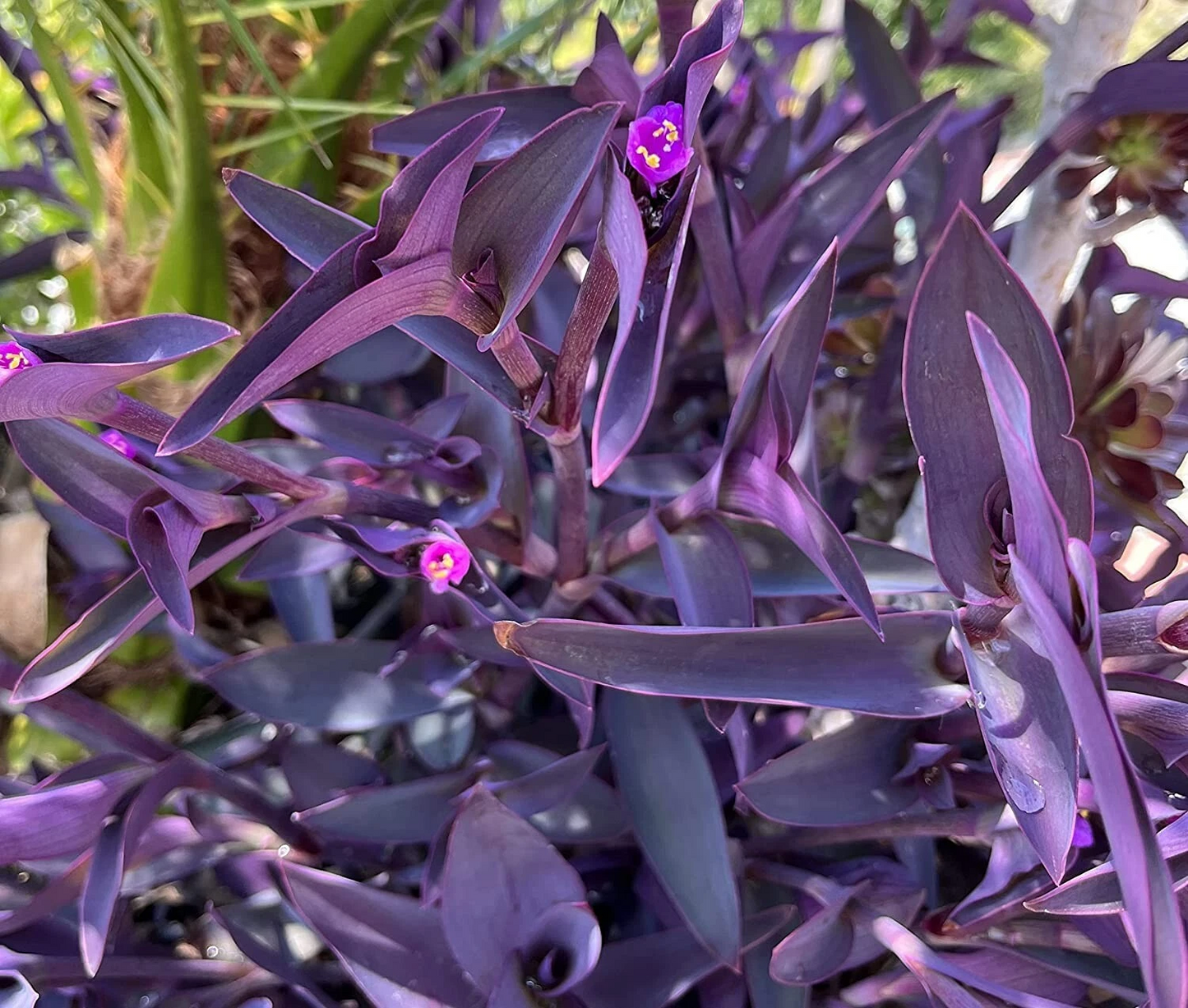 Purple Heart Tradescantia Cuttings – 5 Unrooted Live Cuttings for Propagation, Tradescantia pallida, Purple Foliage